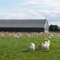 elevage poulets
