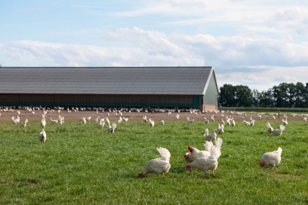 L’industrie avicole française – Un engagement pour la qualité