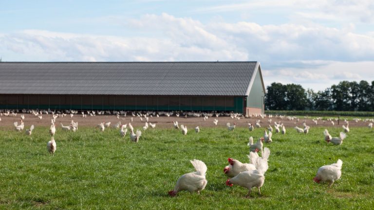 elevage poulets